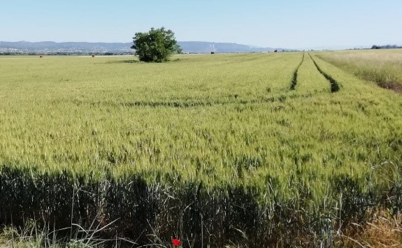 Tree in a field